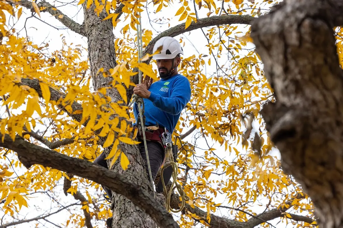 Skilled Tree Pruning crew working in Hayes