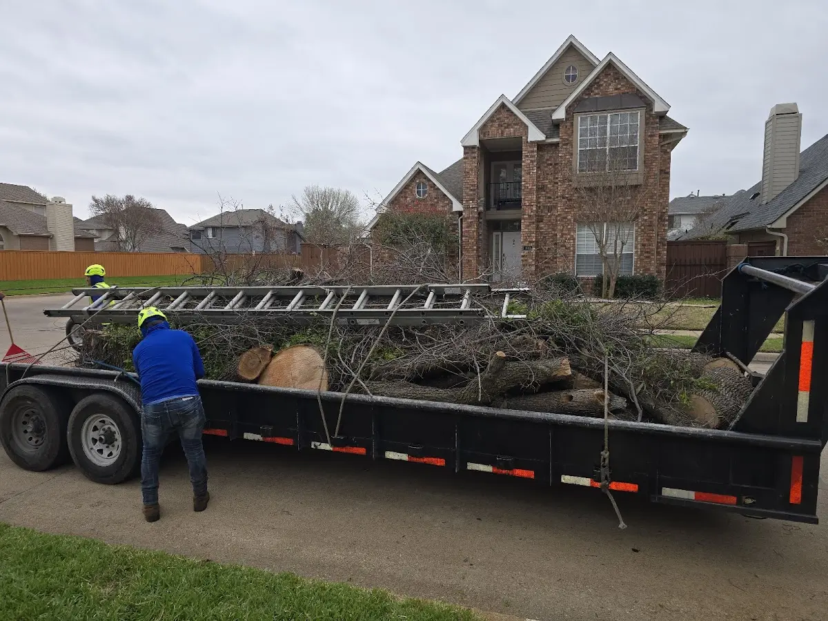 Expert Tree Removal with proper safety equipment in Hayes